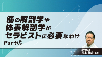 筋の解剖学や体表解剖学がセラピストに必要なわけ Part③起始停止腱の形や筋束の走行を知る