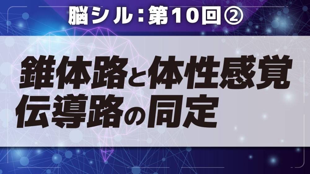 脳シル【第10回】神経線維の同定 Part②錐体路と体性感覚伝導路の同定