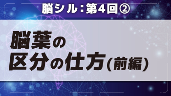 脳シル【第4回】脳画像における脳領域同定方法の基礎 Part②脳葉の区分の仕方(前編)