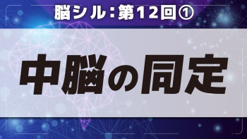 脳シル【第12回】脳幹(中脳・橋・延髄)と小脳の同定 Part①中脳の同定