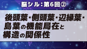 脳シル【第6回】大脳皮質の機能局在と構造の関係性 Part②後頭葉・側頭葉・辺縁葉・島葉の機能局在と構造の関係性