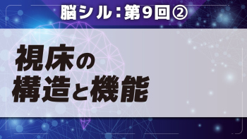 脳シル【第9回】大脳基底核・視床・内包の同定 Part②視床の構造と機能