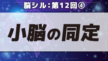 脳シル【第12回】脳幹(中脳・橋・延髄)と小脳の同定 Part④小脳の同定