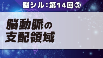 脳シル【第14回】脳動脈の見かた Part③脳動脈の支配領域