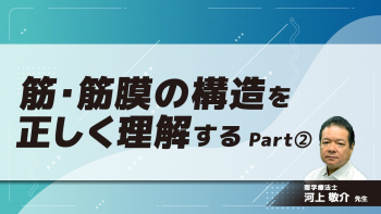 筋・筋膜の構造を正しく理解する Part②筋膜が示す基本構造及び異なる構造(2)