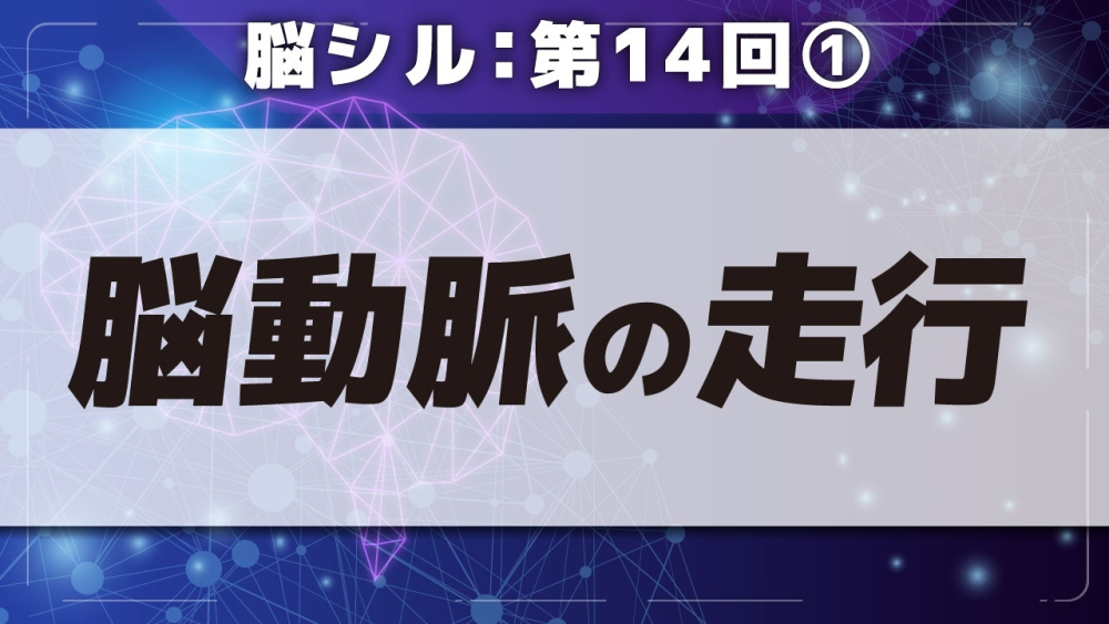 脳シル【第14回】脳動脈の見かた Part①脳動脈の走行