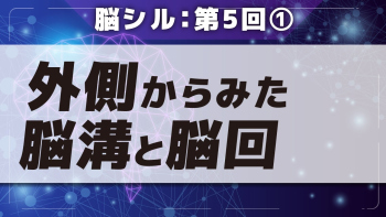 脳シル【第5回】大脳皮質の構造 Part①外側からみた脳溝と脳回