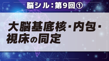 脳シル【第9回】大脳基底核・視床・内包の同定 Part①大脳基底核・内包・視床の同定