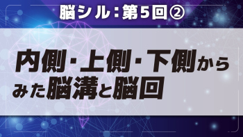 脳シル【第5回】大脳皮質の構造 Part②内側・上側・下側からみた脳溝と脳回